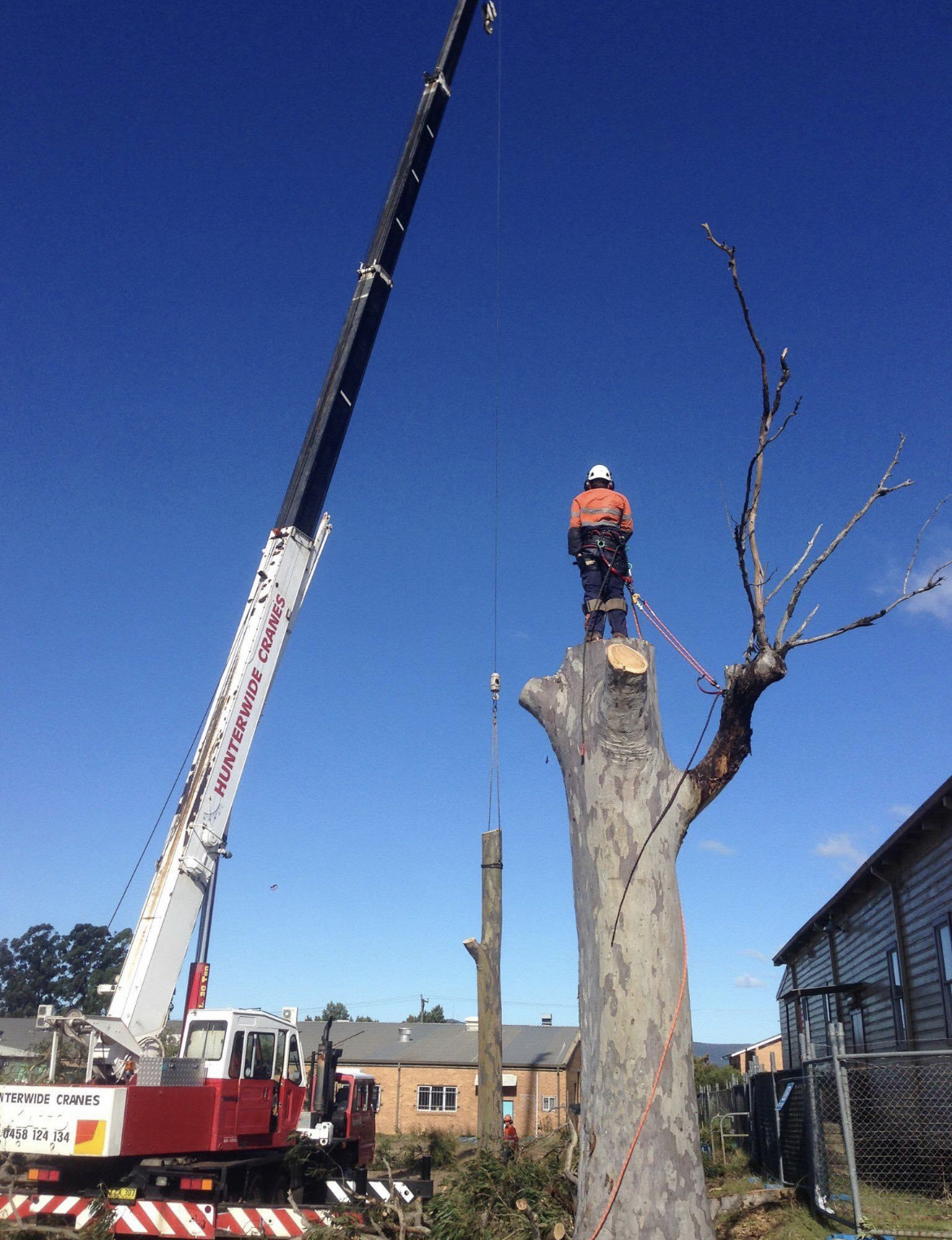Professional tree removal service with crane in Southern Tasmania