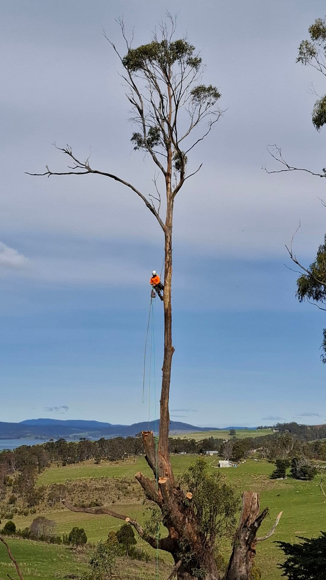 Large tree removal with crane equipment