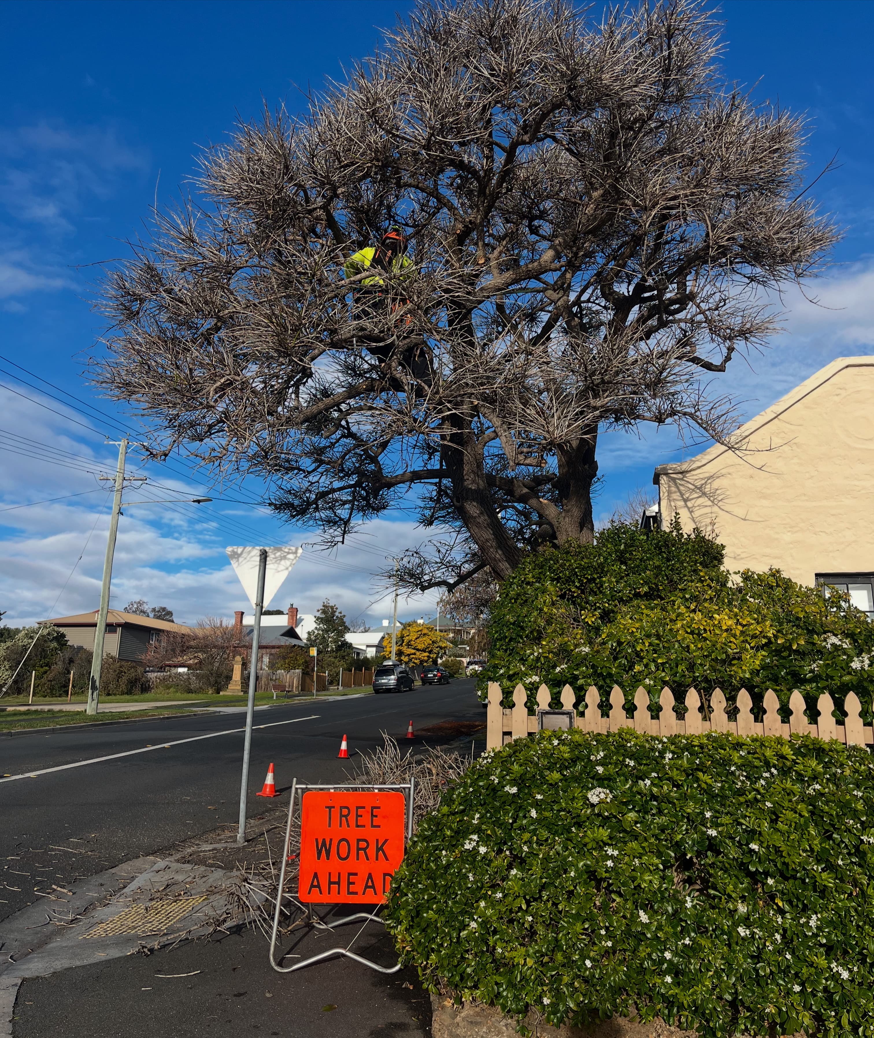 Tree pruning and crown reduction, Southern Tasmania