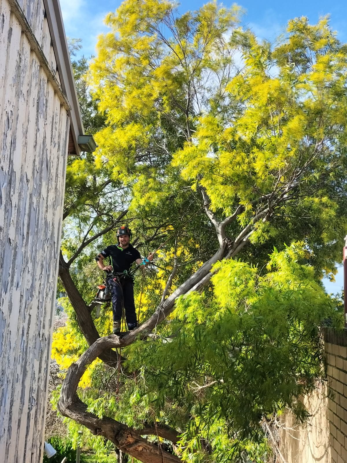 Tree pruning service in Southern Tasmania